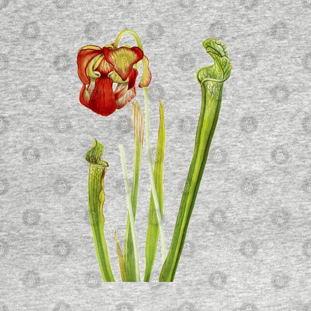 Drummond Pitcherplant - Sarracenia Drummond - Walcott - Botanical Illustration by chimakingthings